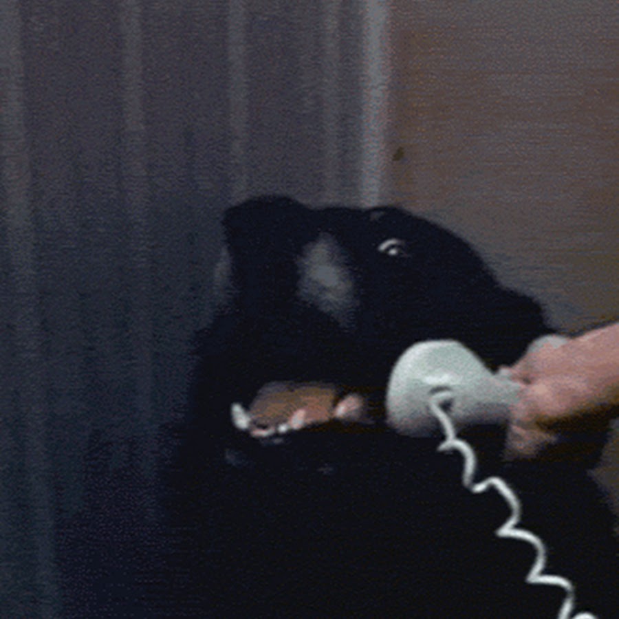 Кот говорит алло. Телефон гифка. Собака гифка. Собака говорит по телефону. Смешная собака гифка.