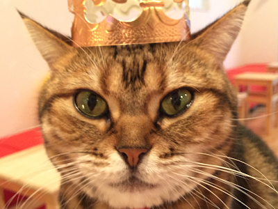 [10000印刷√] 渋谷 ハピ 猫 250192