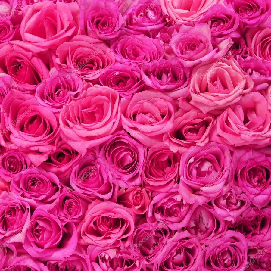Розовые розы фуксия