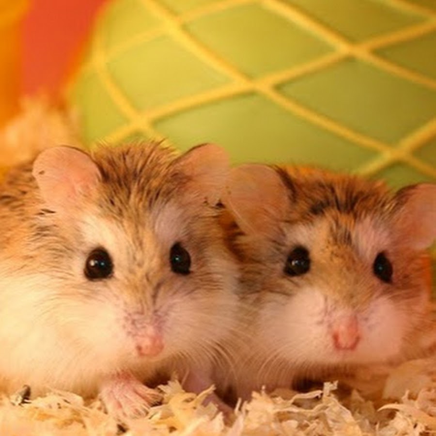 Как получить друзей в хомяке. Ожиревший хомяк. Хомяки сосутся. Хомячки. Хомяки обнимаются.