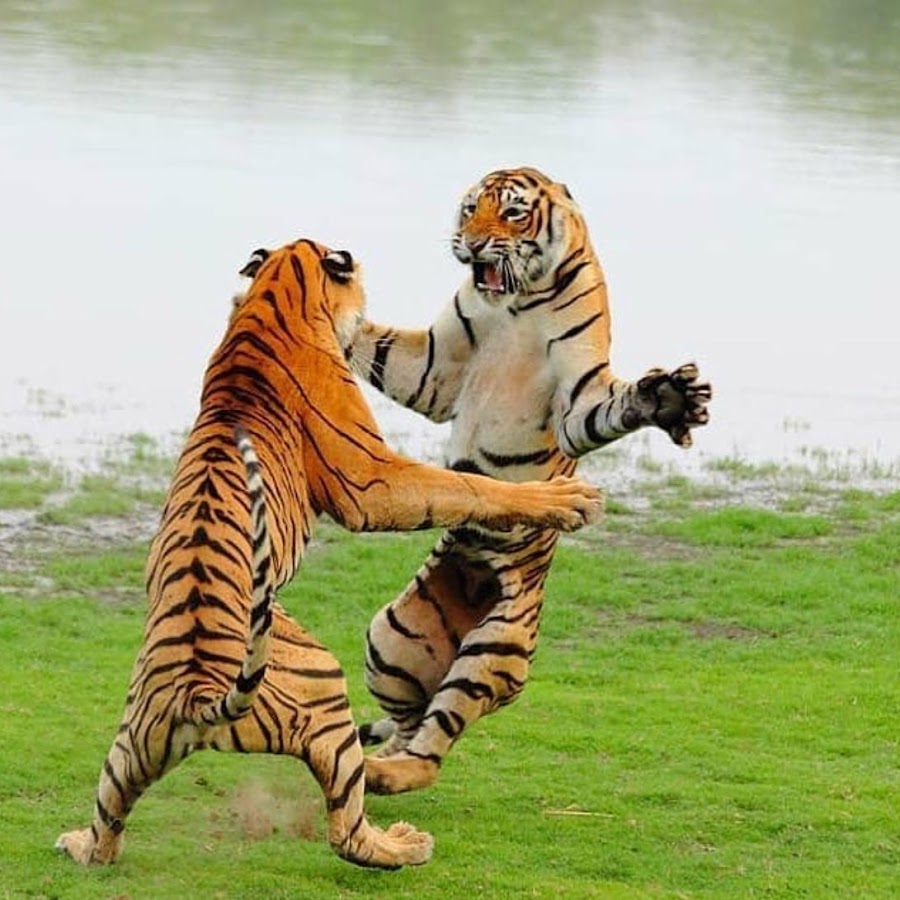 Живут ли тигры в степи. Твоя старшая сестренка тигр. Лев и тигр. Тигр амур и тигрица уссури. Танец тигра.