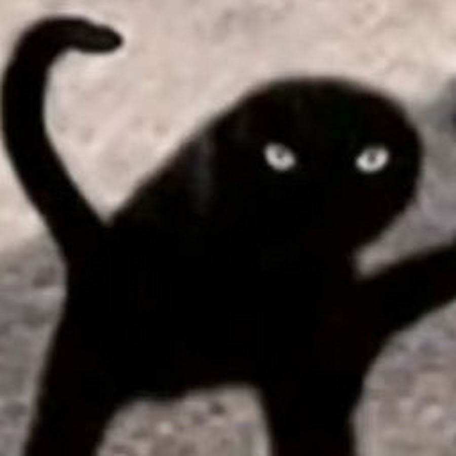 удивленный кот с вытянутой шеей. черная кошка удивление.