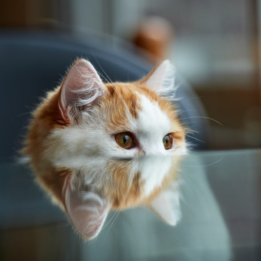 Забудь заботы и держи трубой хвост