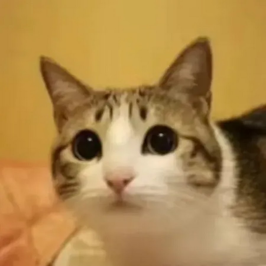 Милый кот на аву Мем