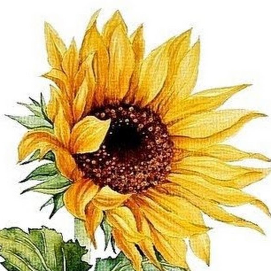 Факультет экономики и управления смолгу. Студия подсолнух. Золото логотип ювелирки. Хореографический ансамбль подсолнух пенза. Студия подсолнух.