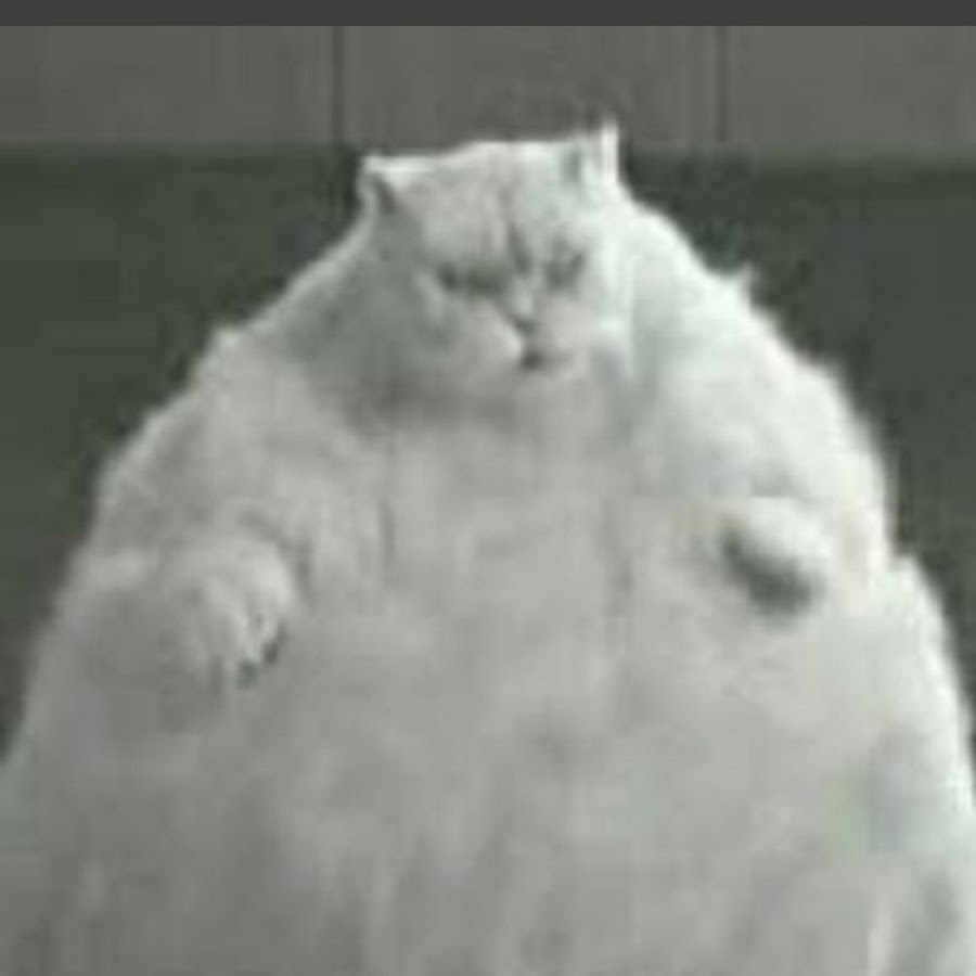 Толстого кота в мире. Очень жирный кот. Самые жирные коты. Толстый белый кот.