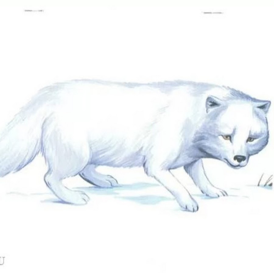 Песец схема. Иллюстрации животных севера. Дикие животные севера для детей. Животные севера для дошкольников песец. Животные севера демонстрационный материал.