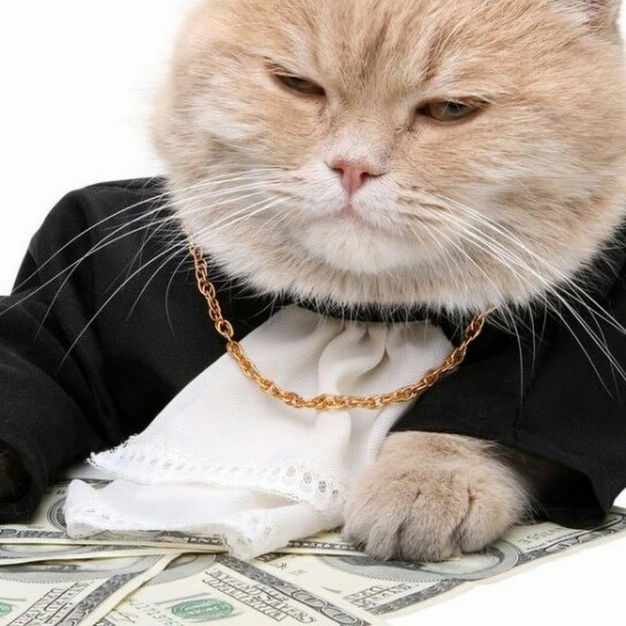 Кот банкир