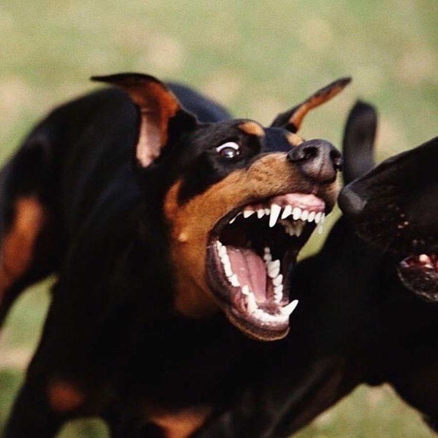 Собака Доберман лает