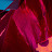 Daniel Ortiz Avatar