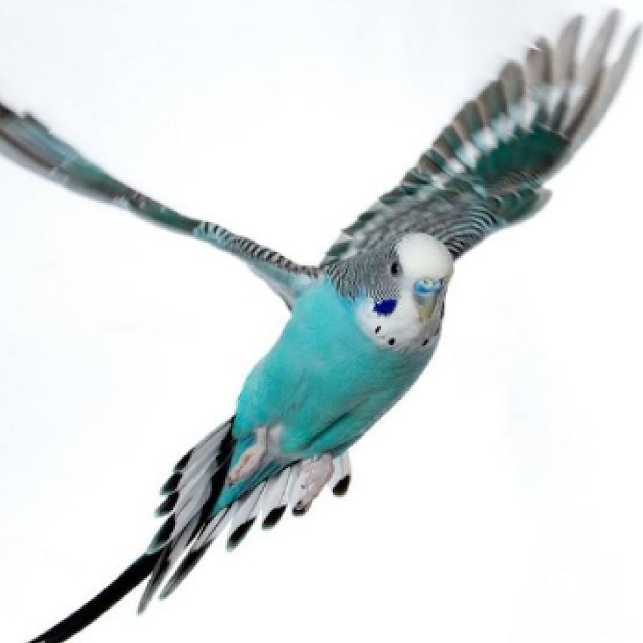 Новозеландский попугай кеа. Фото крупного попугая не имеющего не умеющего летать. Какапо птица. Попугай который умел летать. Попугай какапо.