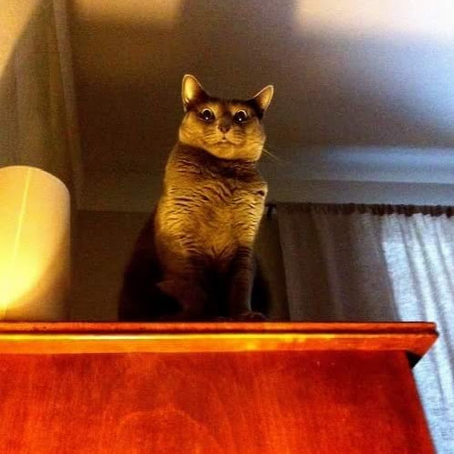 Кот ночью юмор