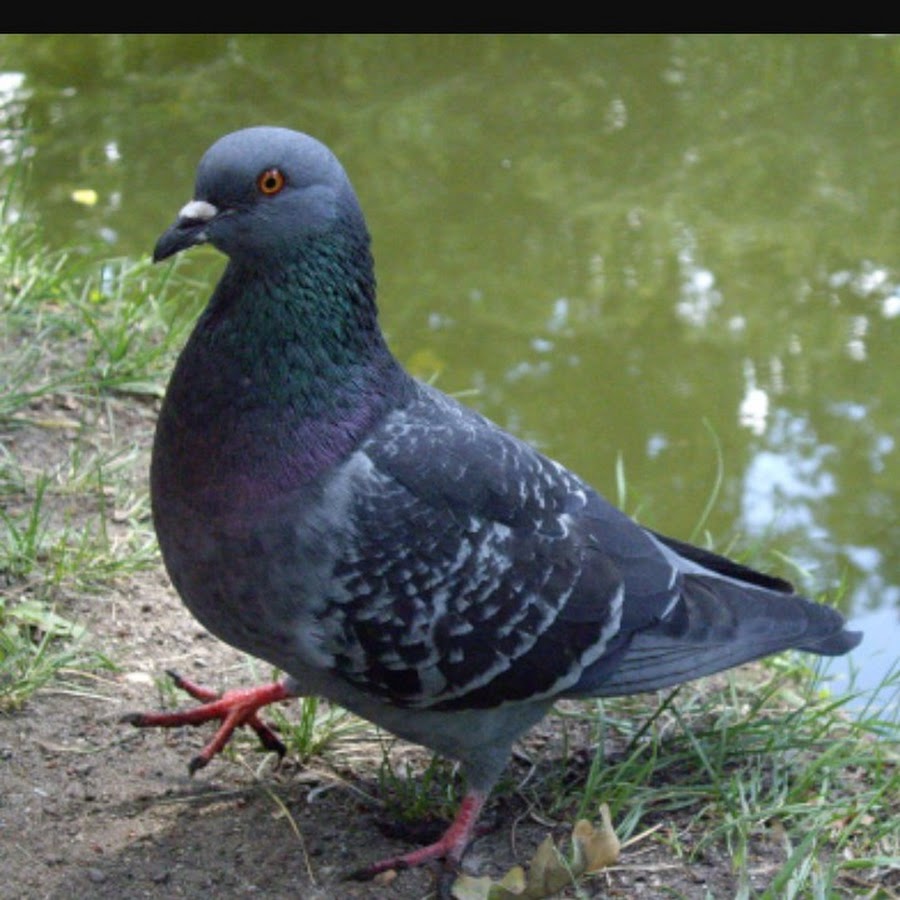 1lifeinspired Cute birds, Cute pigeon, Beautiful birds