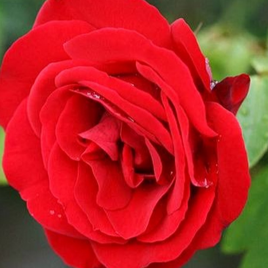 Роза Паллада