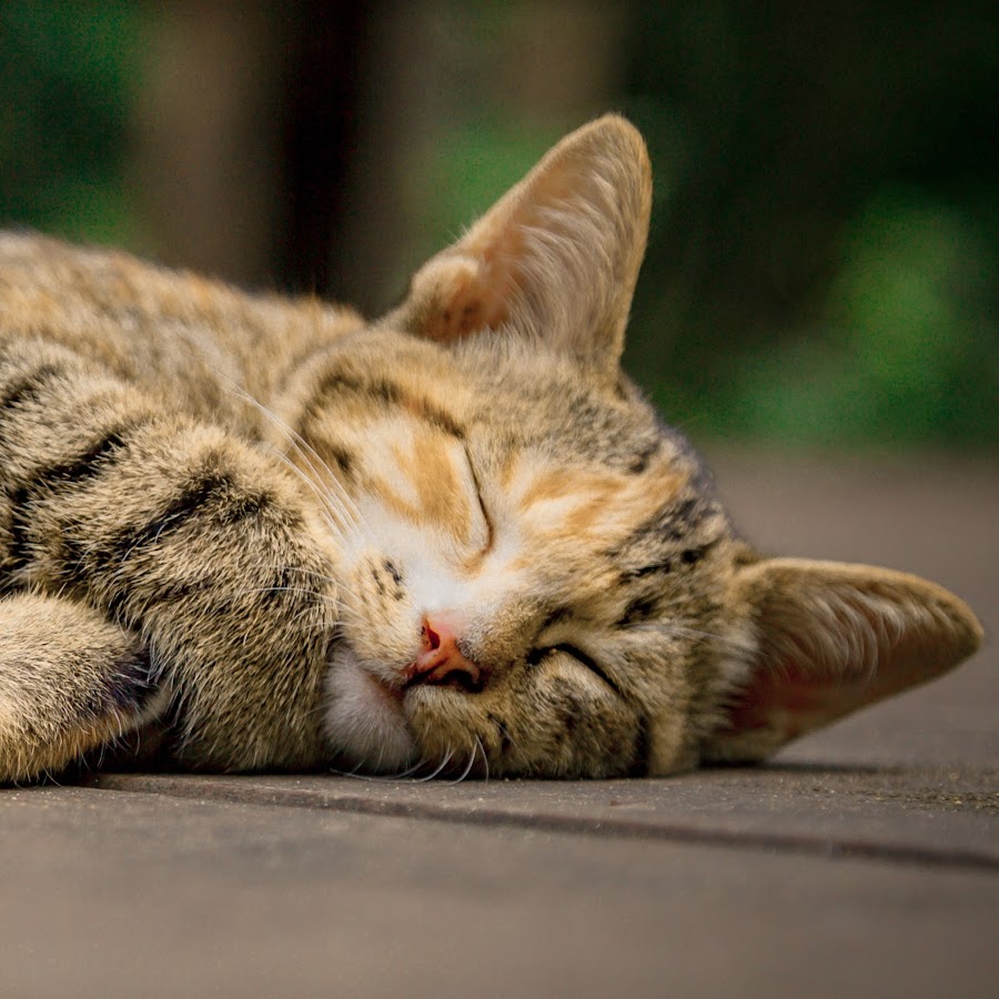 みずしぶき Youtube