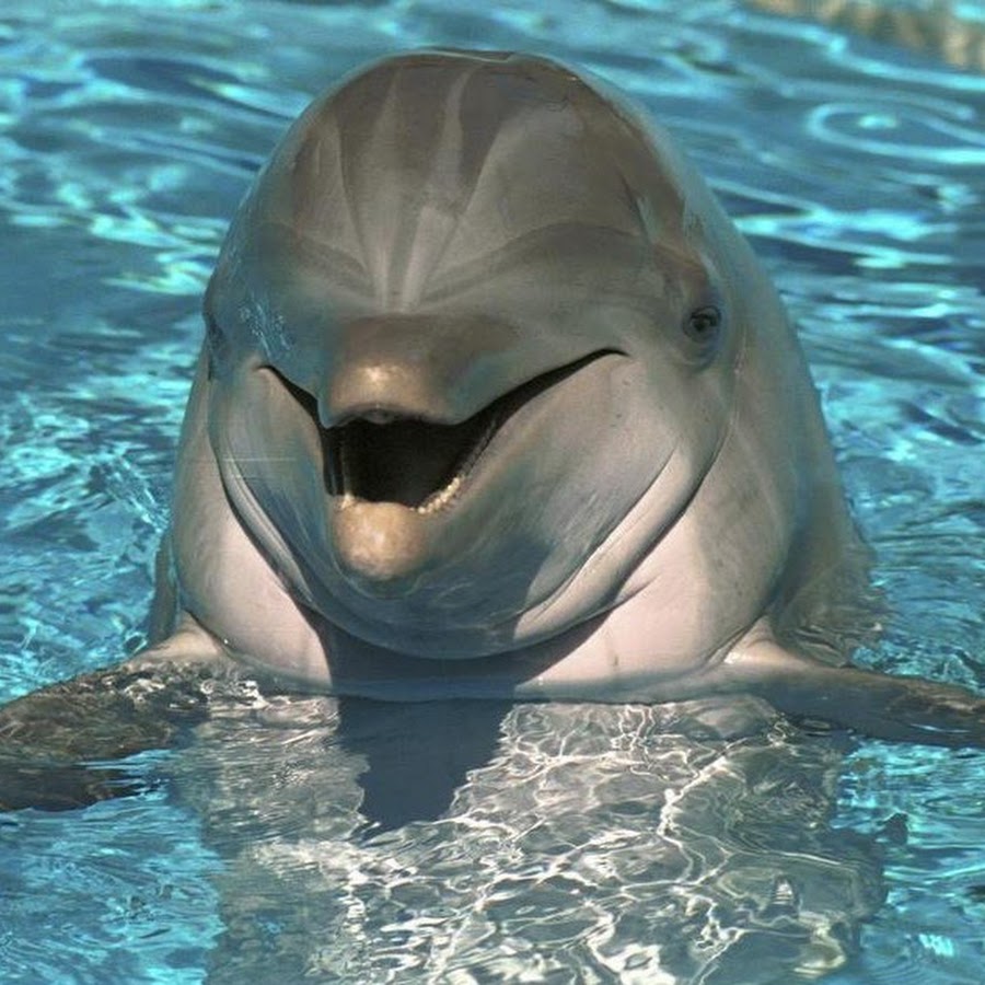Danni dolphin