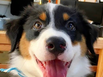 [最新] 犬 キウイ 大丈夫 183510-犬 キウイ 大丈夫