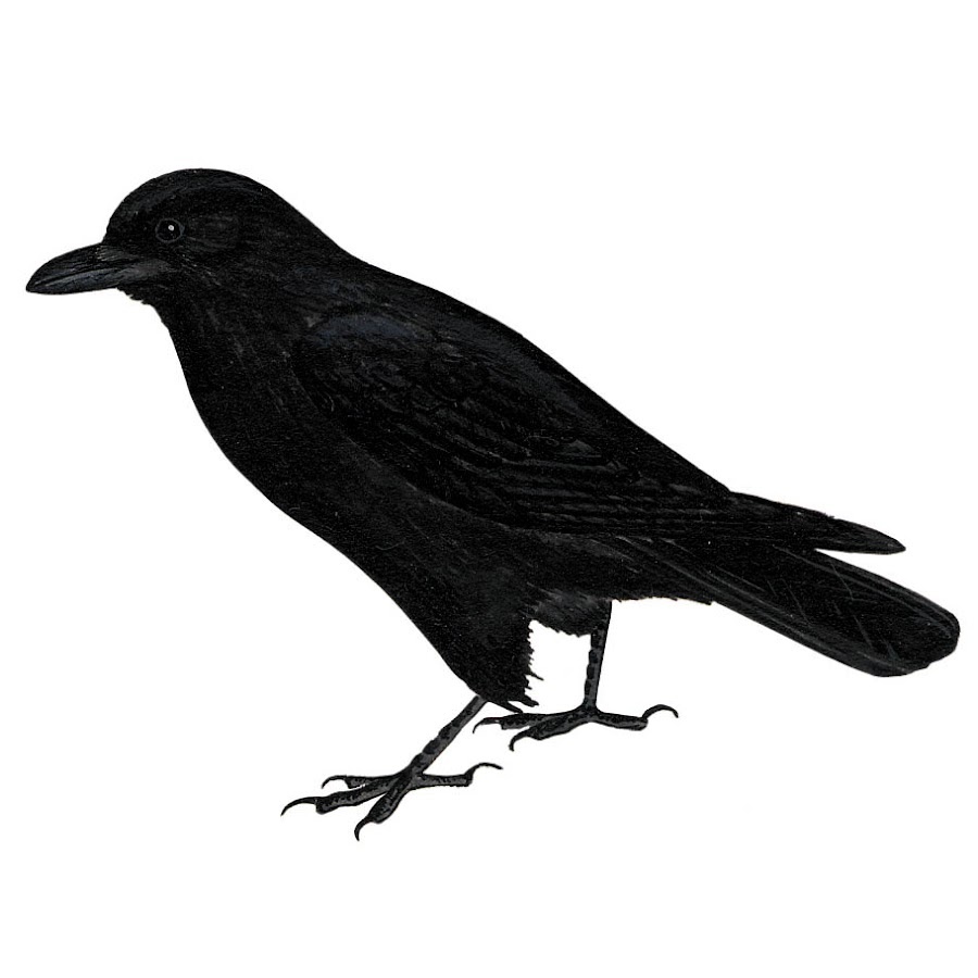 перелетные птицы питаются. задачи для дошкольников про зимующих птиц. иссиня-черный ворон. врановые птицы представители. словарная работа сорока.