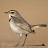 sky lark