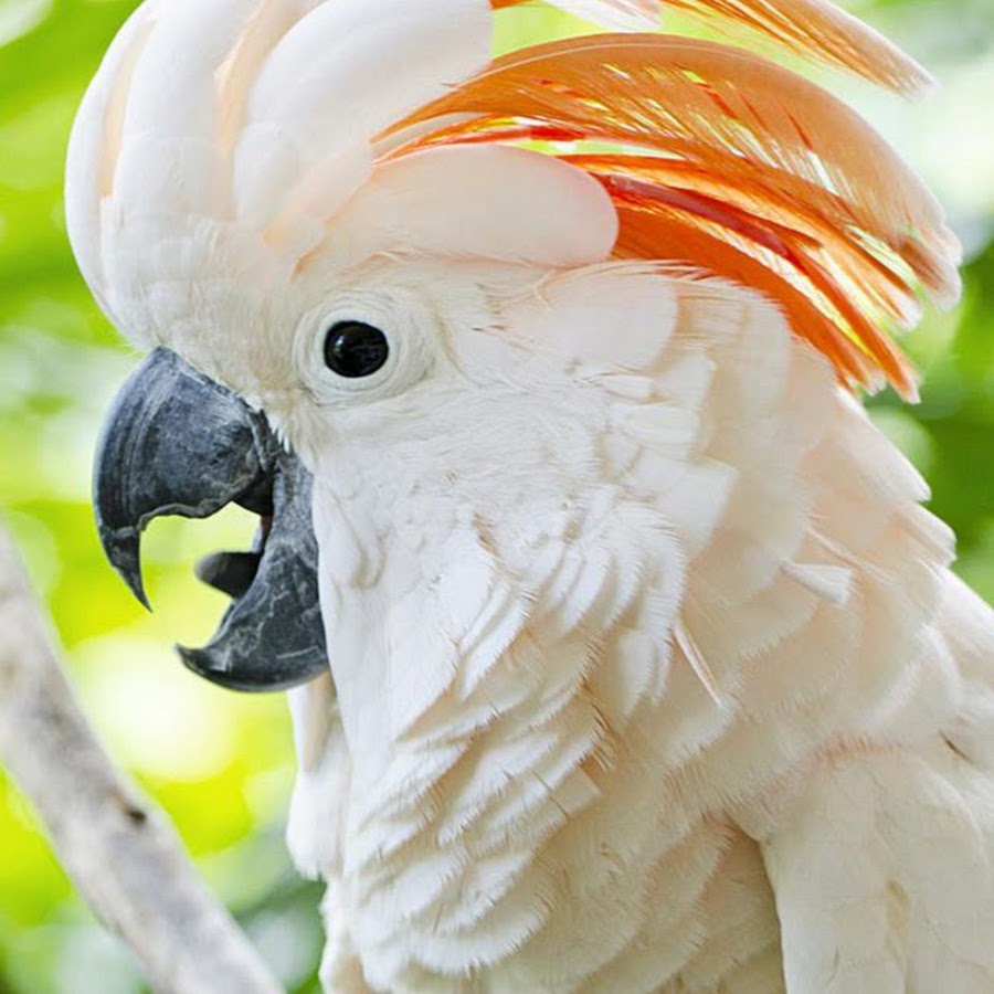 Какаду иллюстрация для детей. Попугай корелла какаду. Попугай какаду. Какаду для детей. Какаду число.