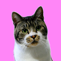 リキちゃんねる ネコのリキ の年収や時給など収入情報を大公開 Youtuber ユーチューバー ならtuberチャンネル