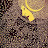Nn cc