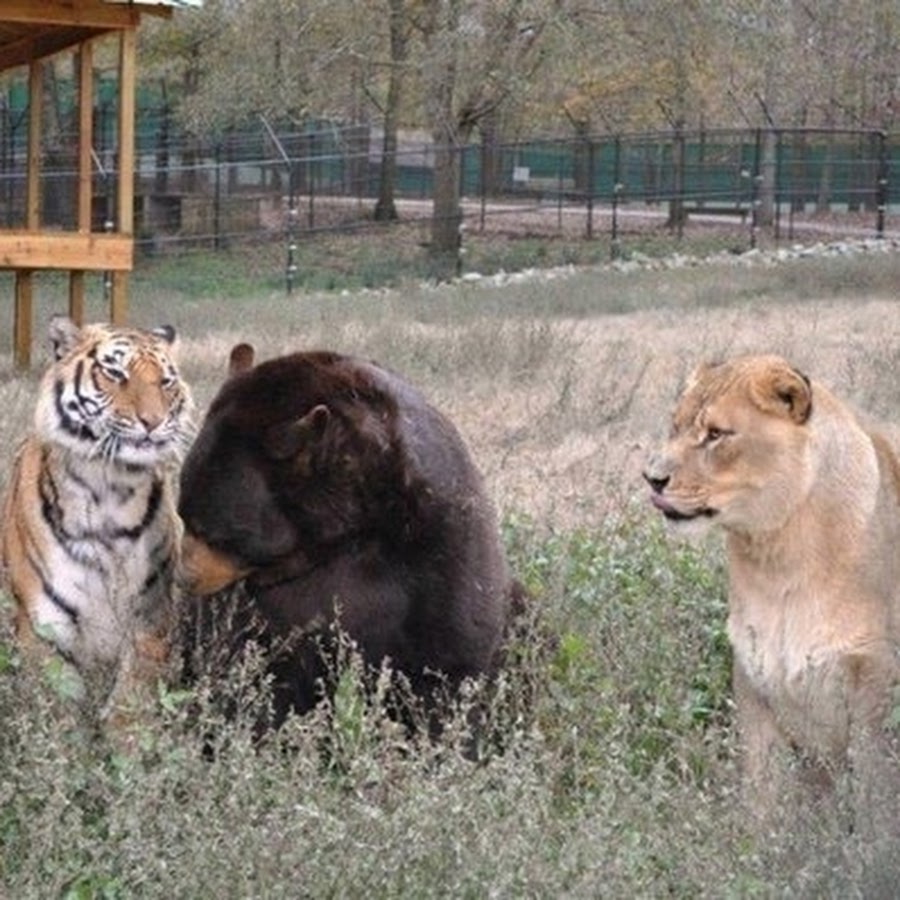 Тигр лев и медведь. Спарринги среди животных. Белый медведь и тигр сравнения. Кто сильнее Лев или белый медведь. Тигр и Лев могут жить в одной клетке?.