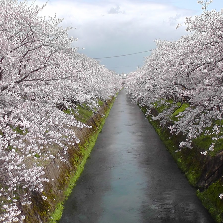 岸渡川の桜を守る会 Youtube