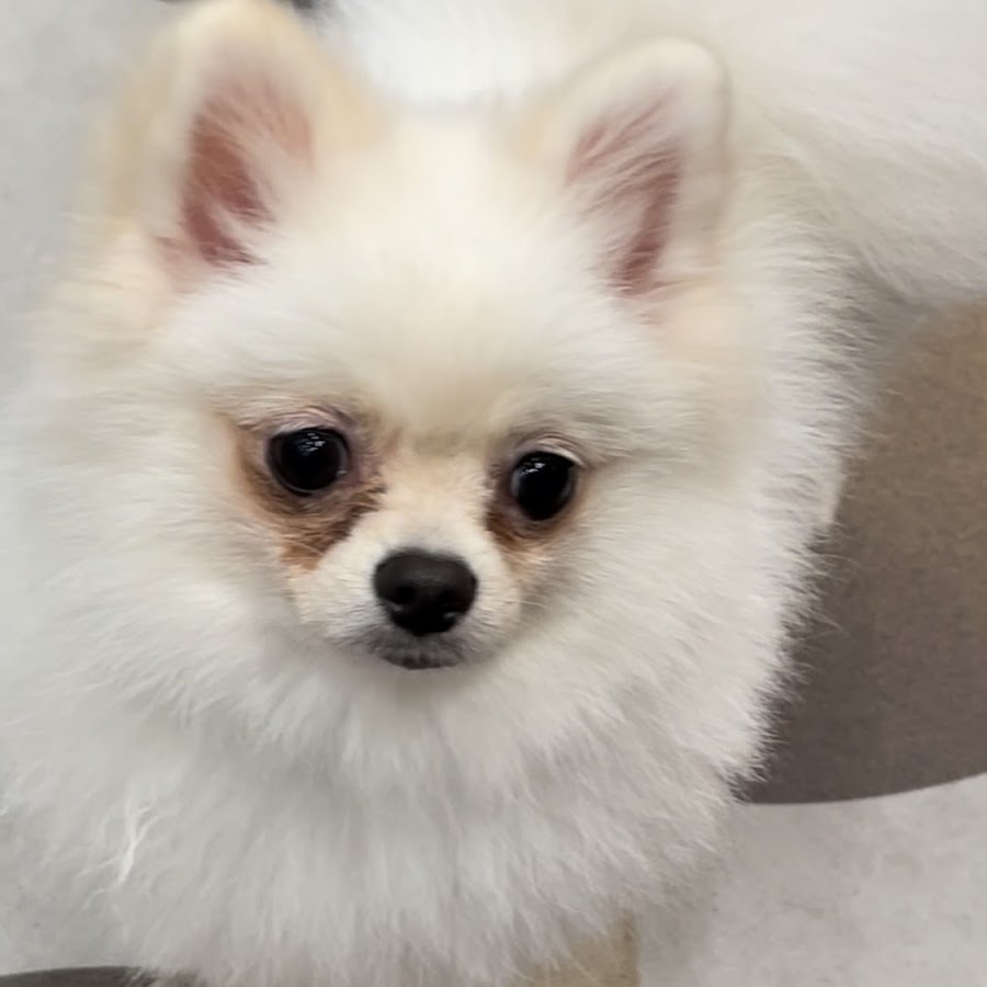 小川玲奈 Youtube