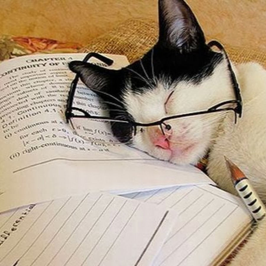 Ночью делают уроки. Книга животные. Кот учится. Смешные котики учеба. Уставший котик.