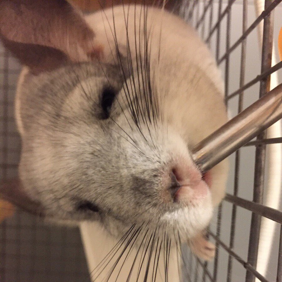 羽瀬川愛梨 Youtube