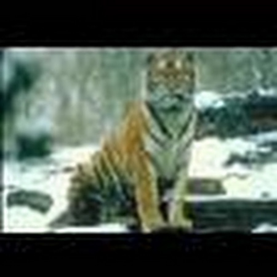 тигрица пришла. тигр новый год. с наступающим новым годом тигра. с новым годом тигр. милые мультяшные тигрята.