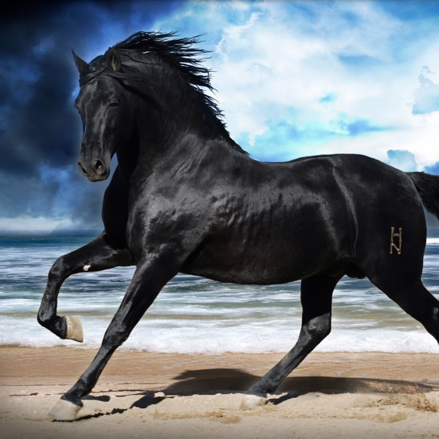 quot;caballo español" andalusian yegua potra potro horses &quo...