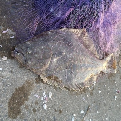淡水カレイを飼う 淡水魚と混泳飼育 ヒラメ カワガレイ ヌマガレイ 汽水域の魚 水槽 餌 エサ 補食シーン 釣り Carp Catfish Flounder Flatfish Youtube