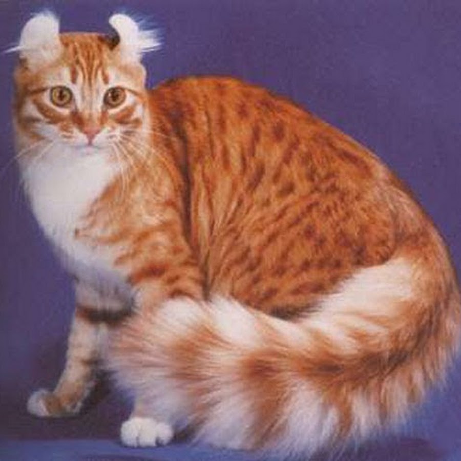 Американский кёрл кошка рыжая