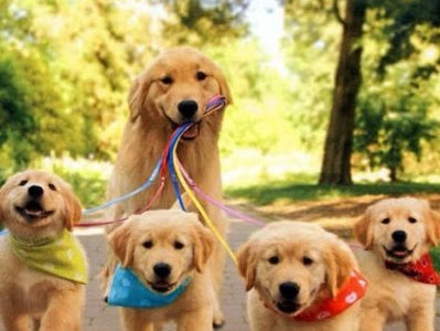 [最新] 犬 そばかす 128697-犬 そばかす
