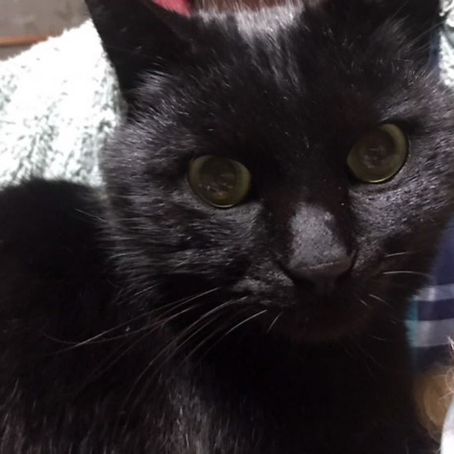 黒猫チャンネル Youtube