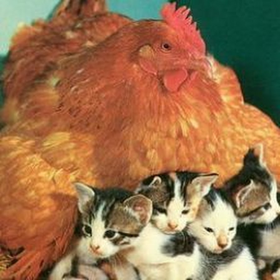Курица воспитывает котят. Курица и кошка. Котик и курочка. Курица котенку. Американская курица.
