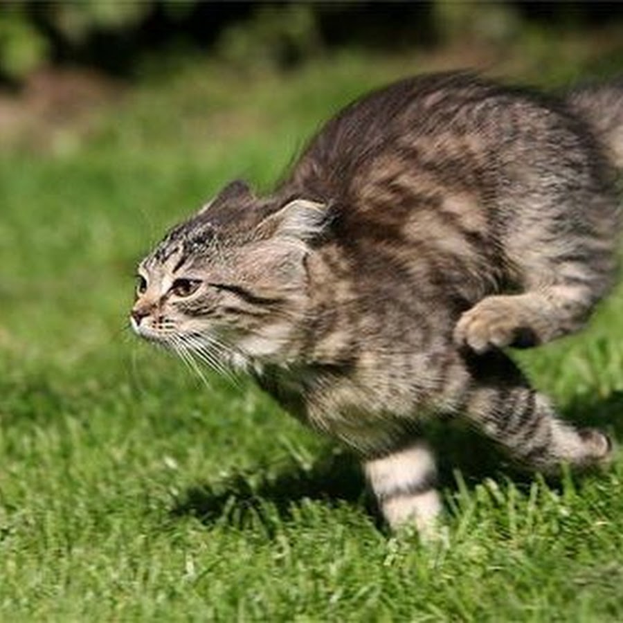 Кошка. Коты убегают. Кот убегает. Рыжая кошка. Running cat i.