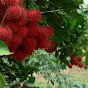 Joseph Nguyen