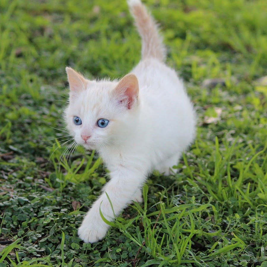 Приснились котята маленькие. Видеть котенка белого. Видеть котенка белого. Беленький котенок. Сибирская ангорская кошка белая.