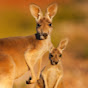 Goddard Kangaroos YouTube Profile Photo