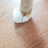 TheCat Boss