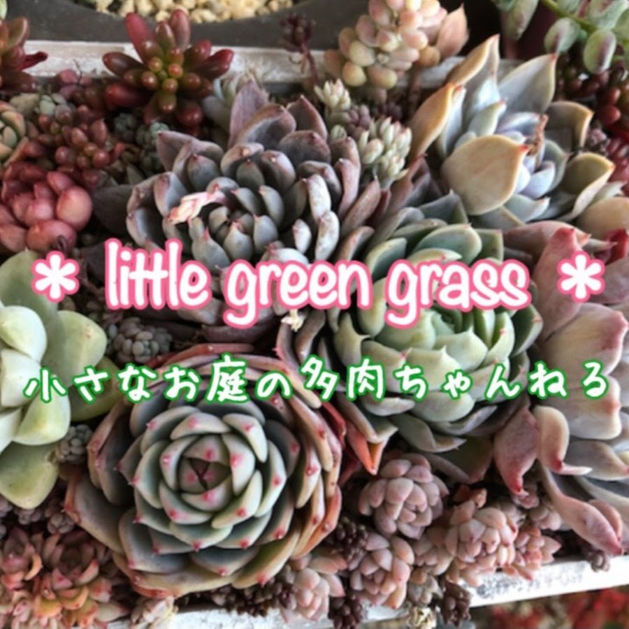 Little Green Grass 小さなお庭の多肉ちゃんねる Youtube