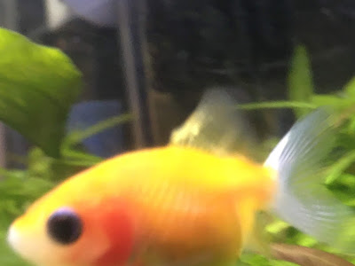 石巻貝 卵 除去 536724-石巻�� 卵 除去