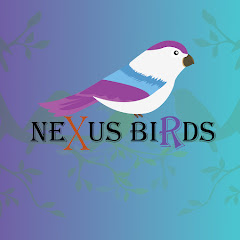 Nexus Birds thumbnail