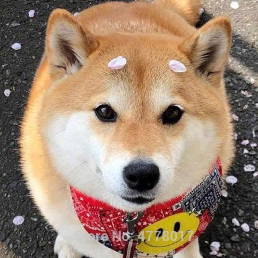Сиба ину