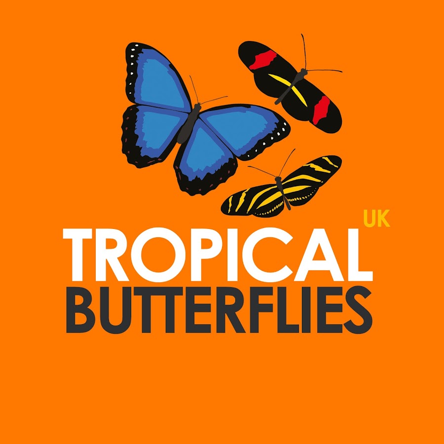 Tropical Butterflies UK   YouTube