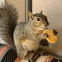 Robert Squirrel YouTube Profile Photo