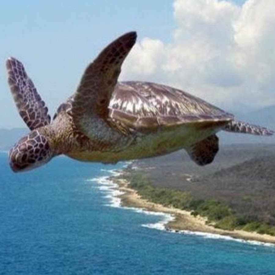 абингдонская слоновая черепаха. Geochelone sulcata. Flying tortoises. Flying tortoises. черепаха марион.
